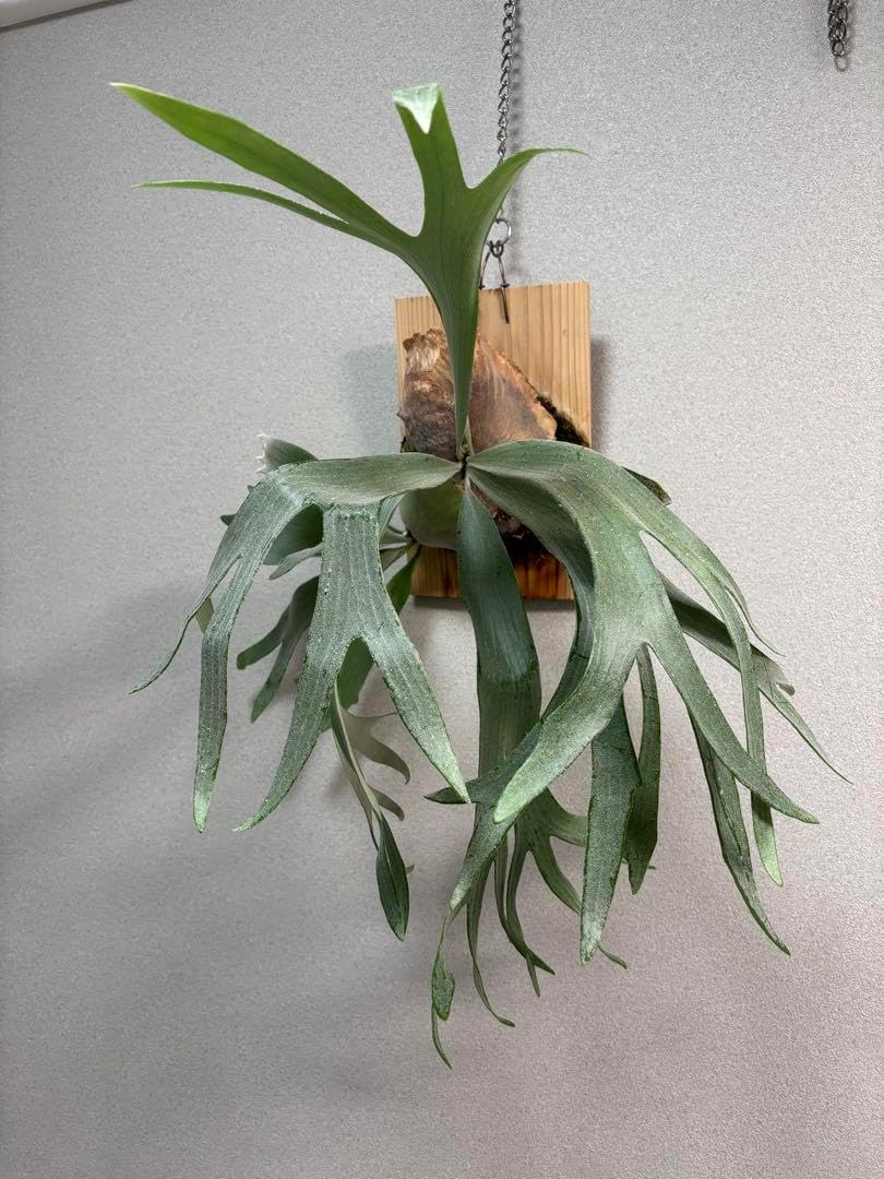 工房あめつち 豆盆栽 あめつち工房 ミニ盆栽 Amazon.co.jp: 工房 工房あめつち 豆盆栽 あめつち工房 ミニ盆栽 Amazon.co.jp: 工房